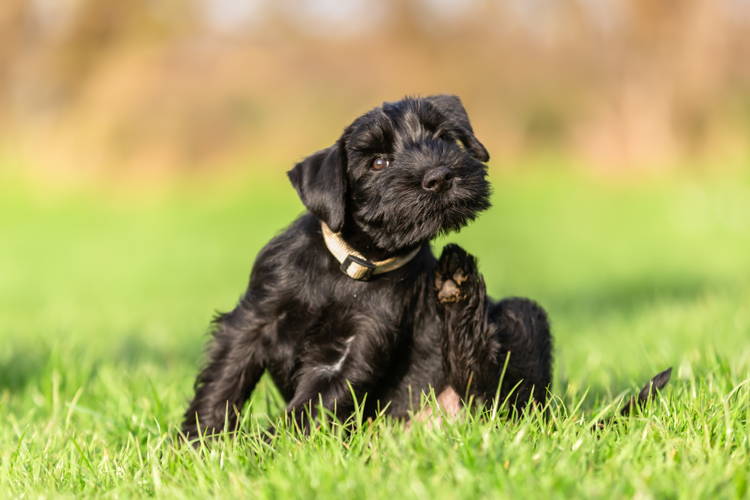 Dog allergic to grass remedy shop